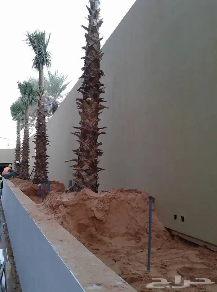 نخيل واشنطني جميع المقاسات متوفرة نخيل عربي جميع المقاسات 0