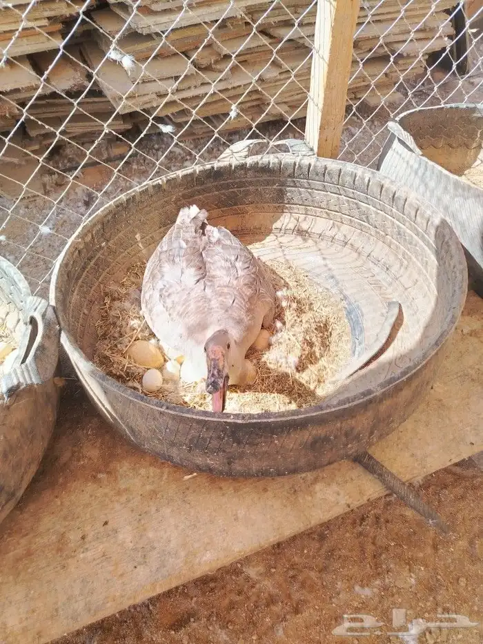 وز منتج 3