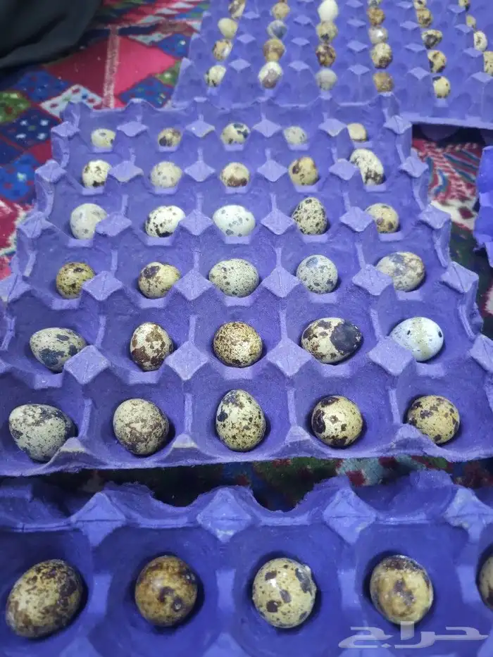 بيض سمان 0