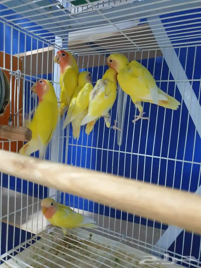 روز لاتينو محجله و محلله بشهاده 7