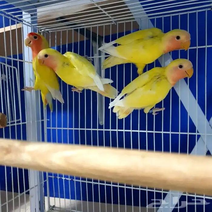 روز لاتينو محجله و محلله بشهاده 0