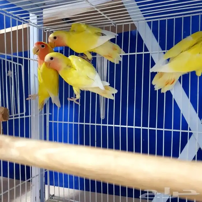 روز لاتينو محجله و محلله بشهاده 2