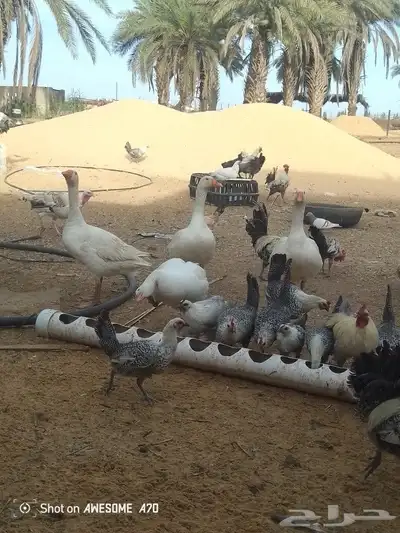 وز بلدي بياض ذكور حجل او حبش 3