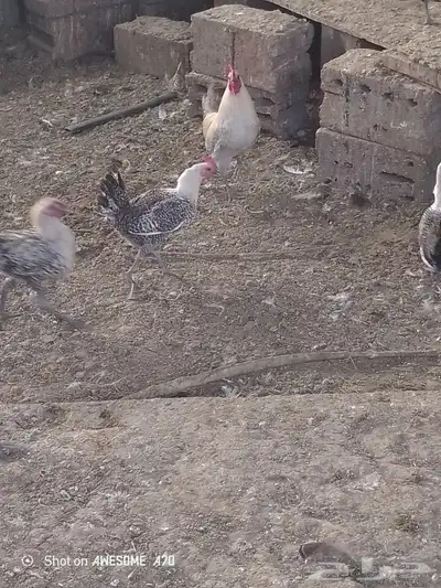 دجاج فيومي 0