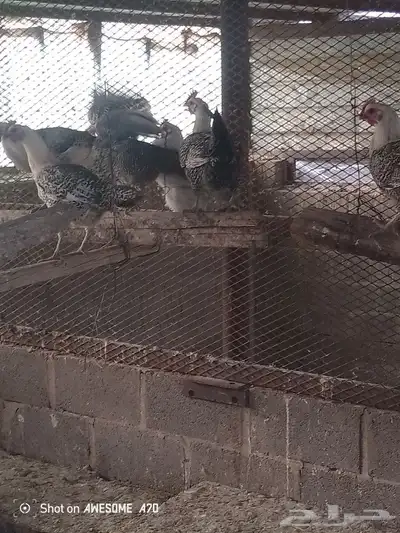دجاج فيومي 2