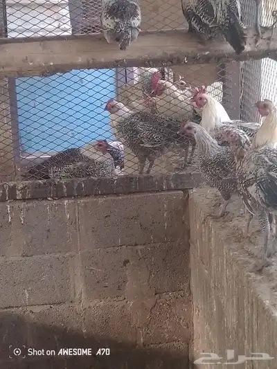 دجاج فيومي 1