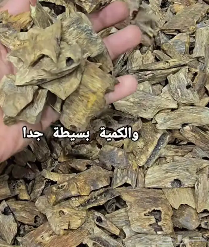 عودة لقالو عودة 3