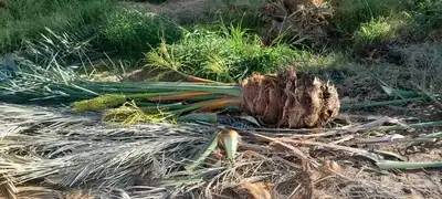 يوجد لديك جميع انواع انخيل المثمره حيب المقاسات 3