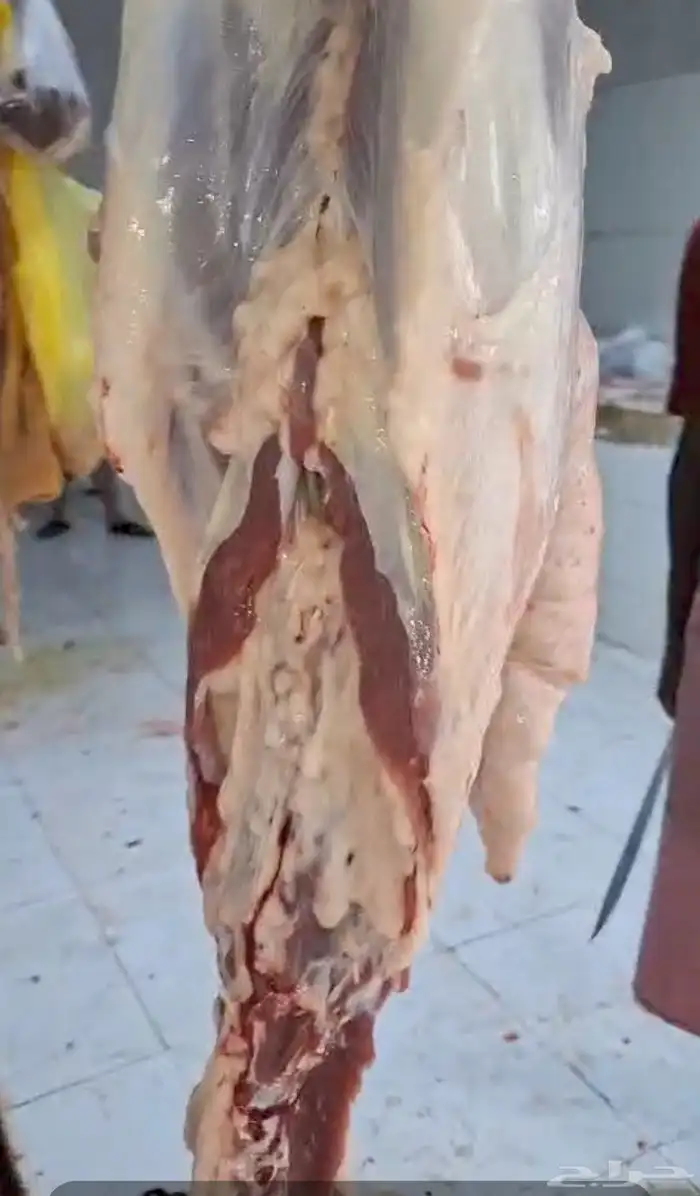 مزرعة ومراح حلال الديرة لخدمتكم في الخير دائم ا نوفر 11