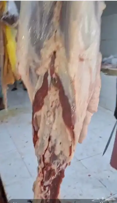 مزرعة ومراح حلال الديرة لخدمتكم في الخير دائم ا نوفر 14