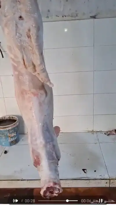 مزرعة ومراح حلال الديرة لخدمتكم في الخير دائم ا نوفر 12