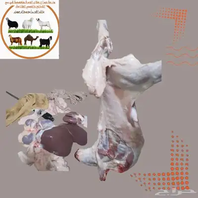 مزرعة ومراح حلال الديرة لخدمتكم في الخير دائم ا نوفر 3