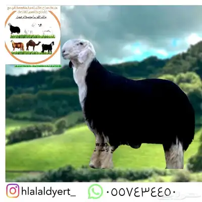 مزرعة ومراح حلال الديرة لخدمتكم في الخير دائم ا نوفر 4