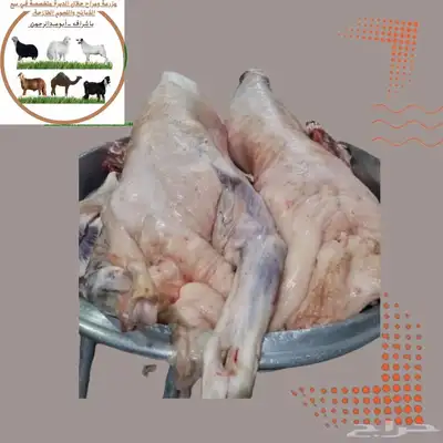 مزرعة ومراح حلال الديرة لخدمتكم في الخير دائم ا نوفر 2