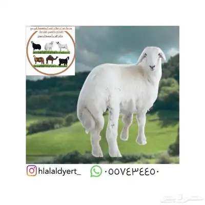 مزرعة ومراح حلال الديرة لخدمتكم في الخير دائم ا نوفر 0