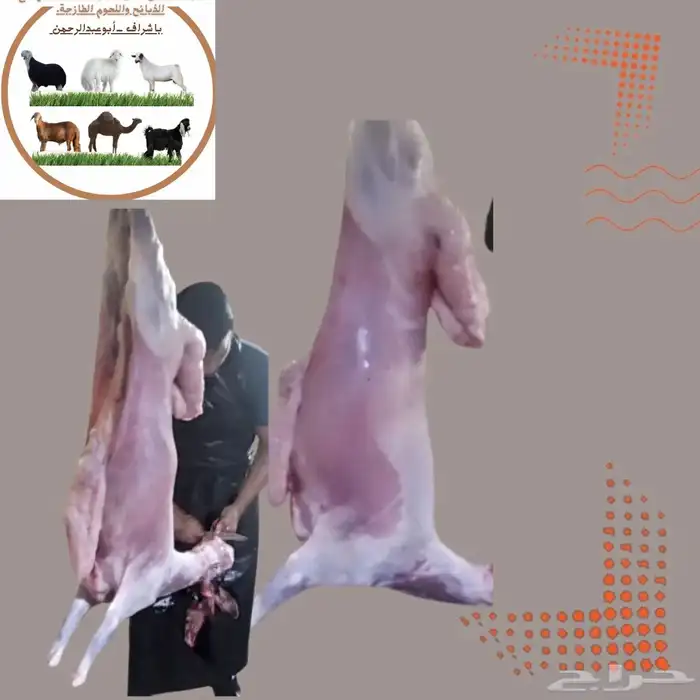 مزرعة ومراح حلال الديرة لخدمتكم في الخير دائم ا نوفر 9