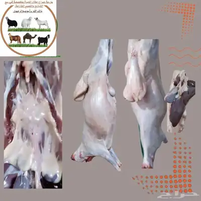 مزرعة ومراح حلال الديرة لخدمتكم في الخير دائم ا نوفر 8