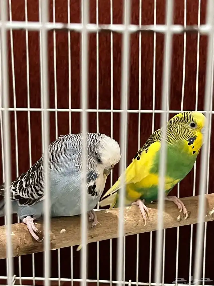 للبيع على السوم الي صامل يجي الي يجي ويبي يسولف لايجي 7