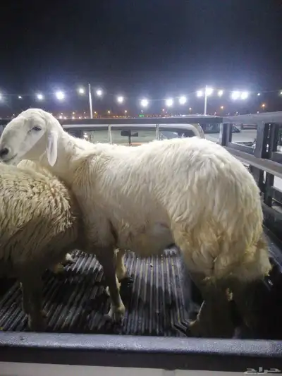 طليان جبر حرية ماشاء الله 0