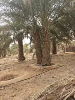 نخل عربي وواشنطن 6