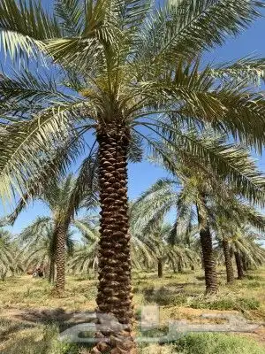 نخل عربي وواشنطن 7