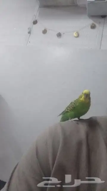 طير بادجي لعوب 0