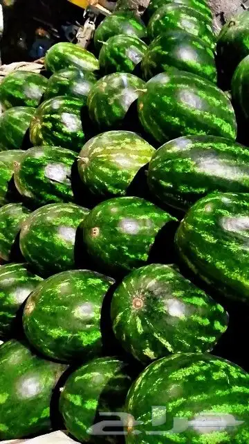 بطيخ 0