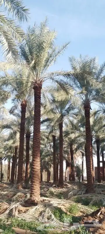 نخل عربي وواشنطن 8