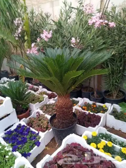 تنسيق حدائق 1