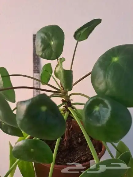 نبتة داخلية (Pilea Peperomioides)   نبتة المال الصينية 1