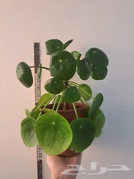 نبتة داخلية (Pilea Peperomioides)   نبتة المال الصينية 0