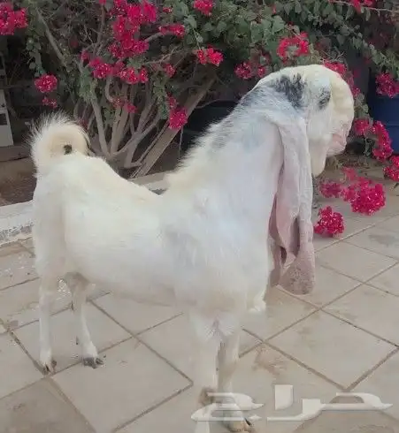 تيس حجازي أبيض فاخر وخصم 0