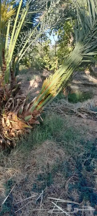 يوجد لديك جميع انواع انخيل المثمره حيب المقاسات 7