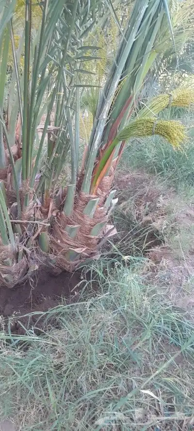 يوجد لديك جميع انواع انخيل المثمره حيب المقاسات 4