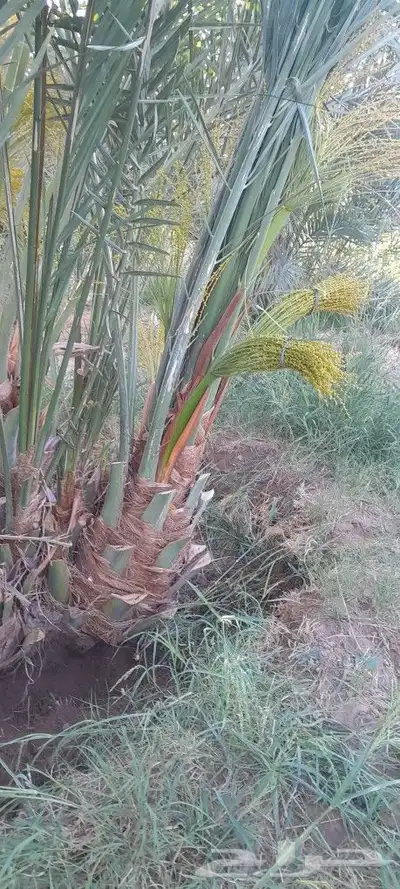 يوجد لديك جميع انواع انخيل المثمره حيب المقاسات 5