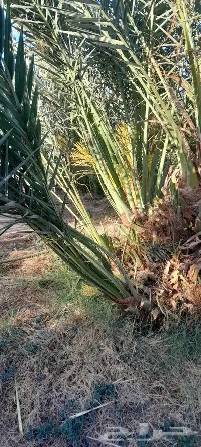 يوجد لديك جميع انواع انخيل المثمره حيب المقاسات 6