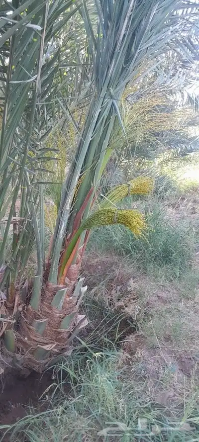 يوجد لديك جميع انواع انخيل المثمره حيب المقاسات 1