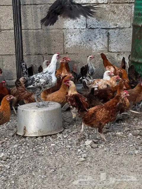 تم البيع 4
