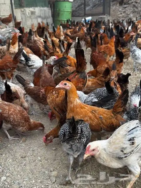 تم البيع 7