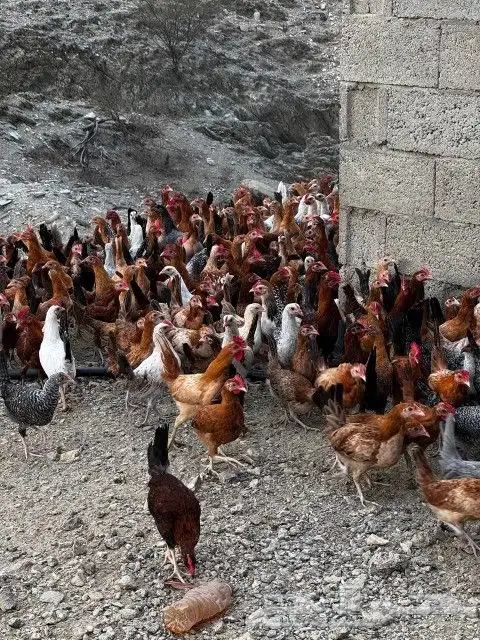 تم البيع 2