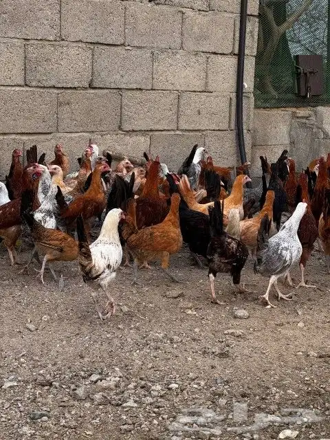 تم البيع 3