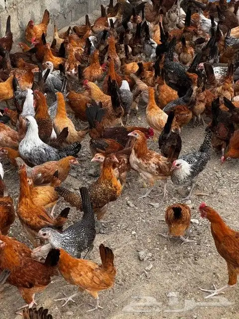 تم البيع 6