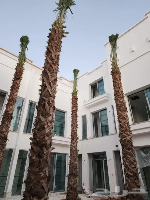 نخل عربي وواشنطن 3