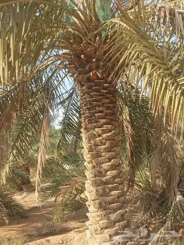 نخل عربي وواشنطن 9