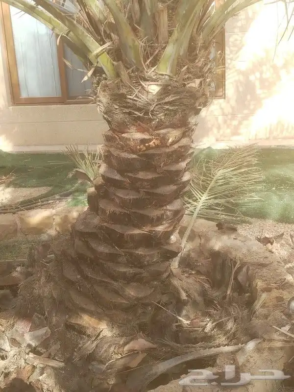نعم الجميع اشغال النخيل تكريب عربي تكريب هلالي تكريب واشنطني 2