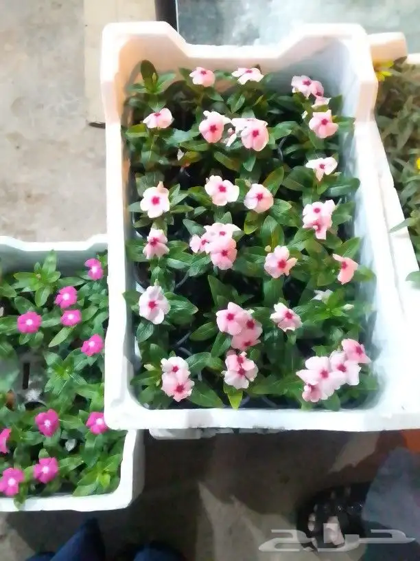 تنسيق حدائق 2