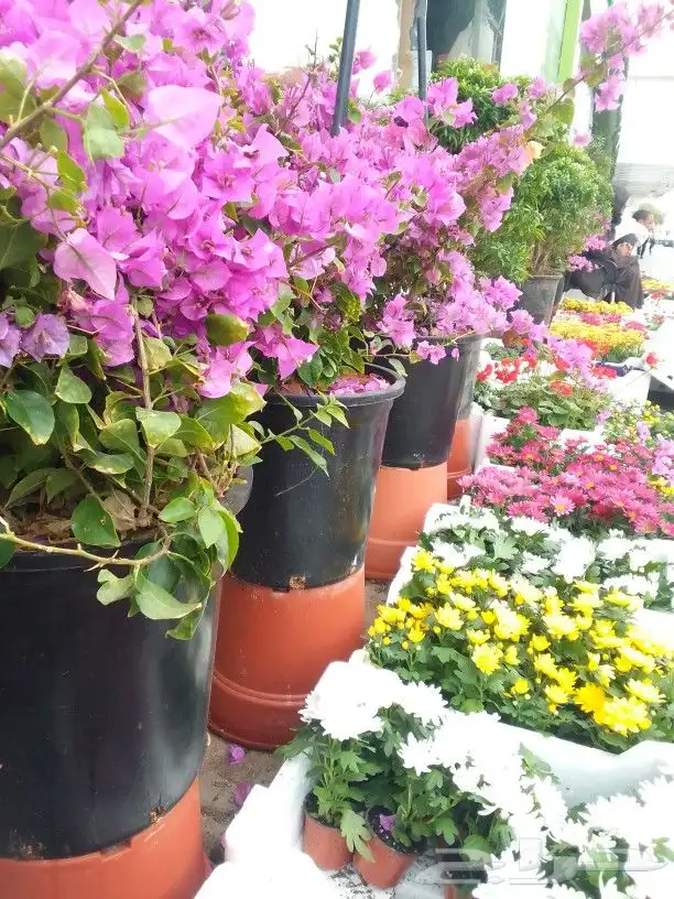 تنسيق حدائق 9