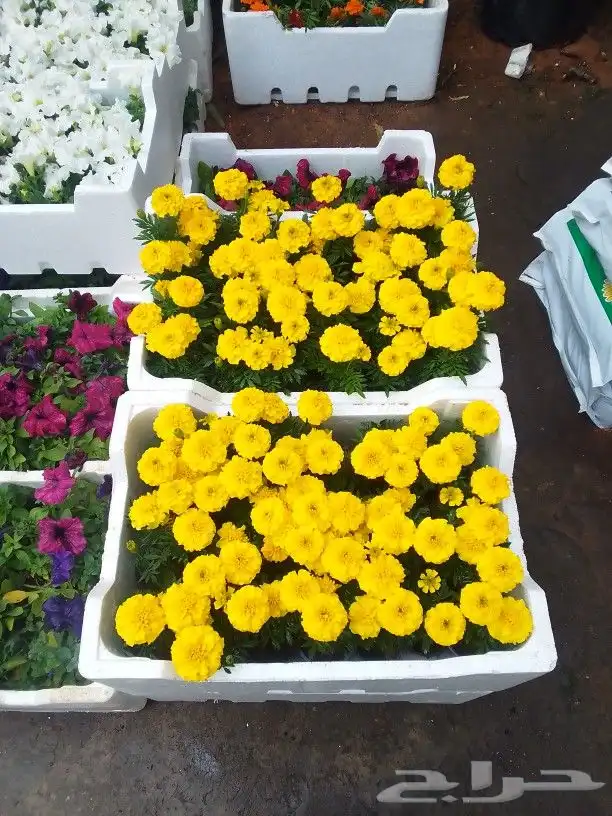 تنسيق حدائق 7