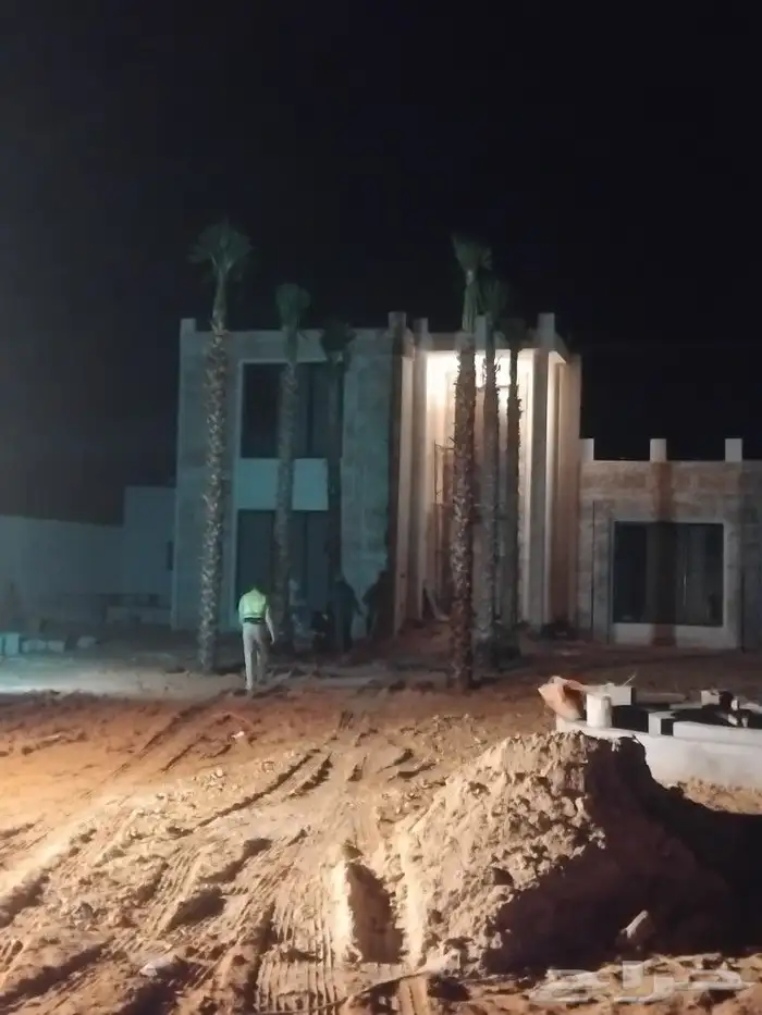 نخل زينة ربست نخل عربي نخل ملوكي زيتون معمر إسباني 2