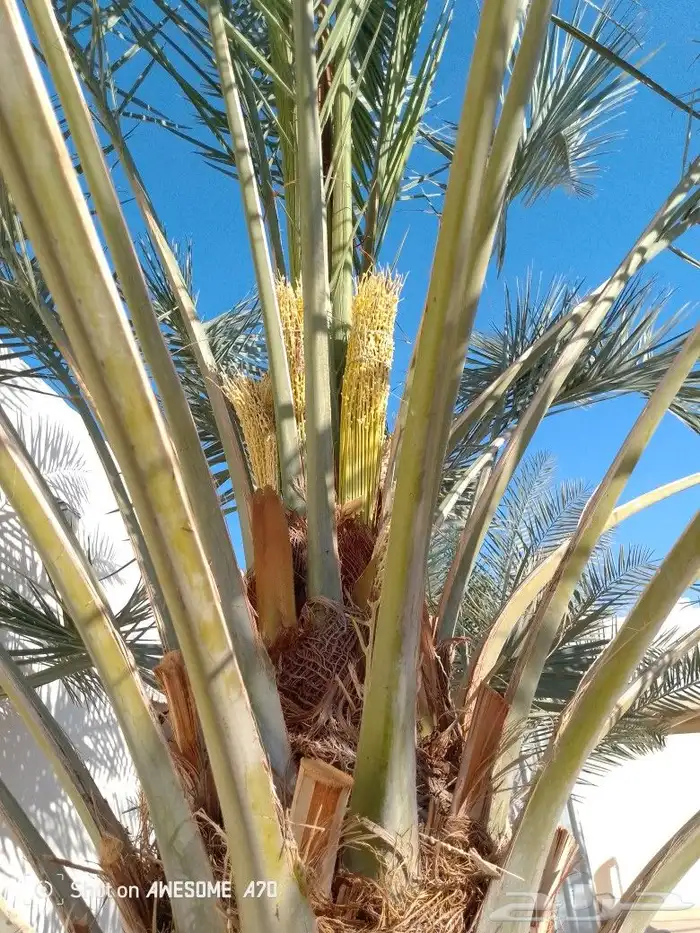 نعم الجميع اشغال النخيل تكريب عربي تكريب هلالي تكريب واشنطني 5